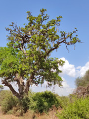 Kigelia africana image