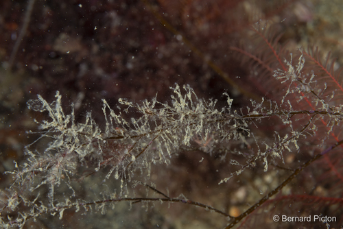 Clytia hemisphaerica