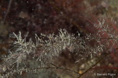 Clytia hemisphaerica