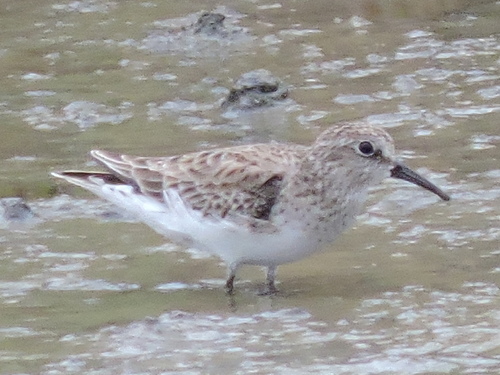 Correlimos menudillo (Calidris minutilla)