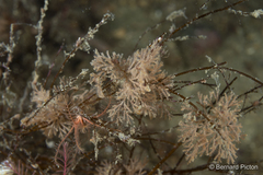 Scrupocellaria scruposa