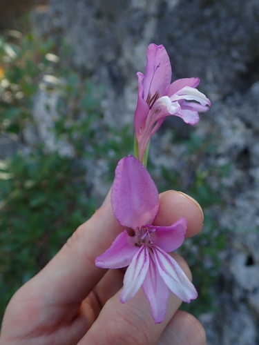 Anatolian Gladiolus (Gladiolus anatolicus)