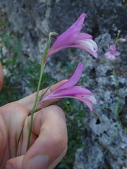 author not stated, no rights reserved Gladiolus anatolicus, photograph author not stated, no rights reserved
