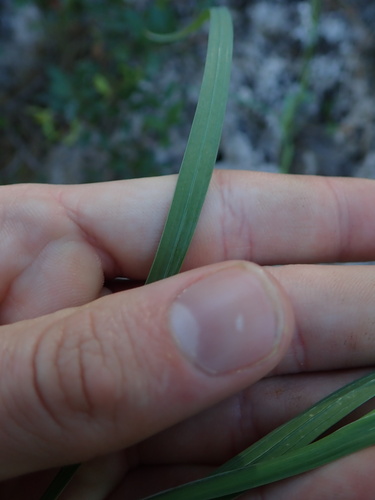 Gladiolus anatolicus, photograph 3