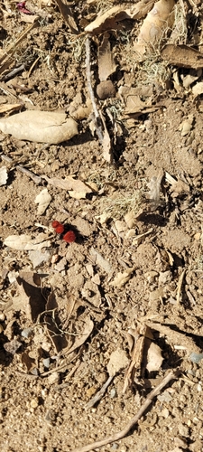 iNaturalist observation photo of Pacific Velvet Ant