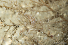 Rubramoena rubescens