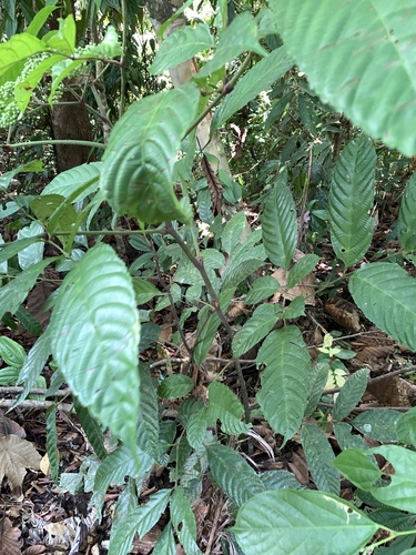 Image of Leea indica by (c) 呂一起(Lu i-chi), some rights reserved (CC BY)