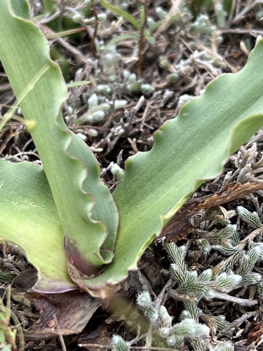 Ledebouria asperifolia image