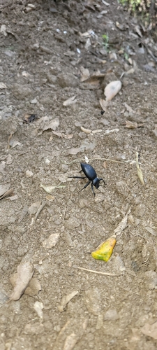 iNaturalist observation photo of Coelocnemis