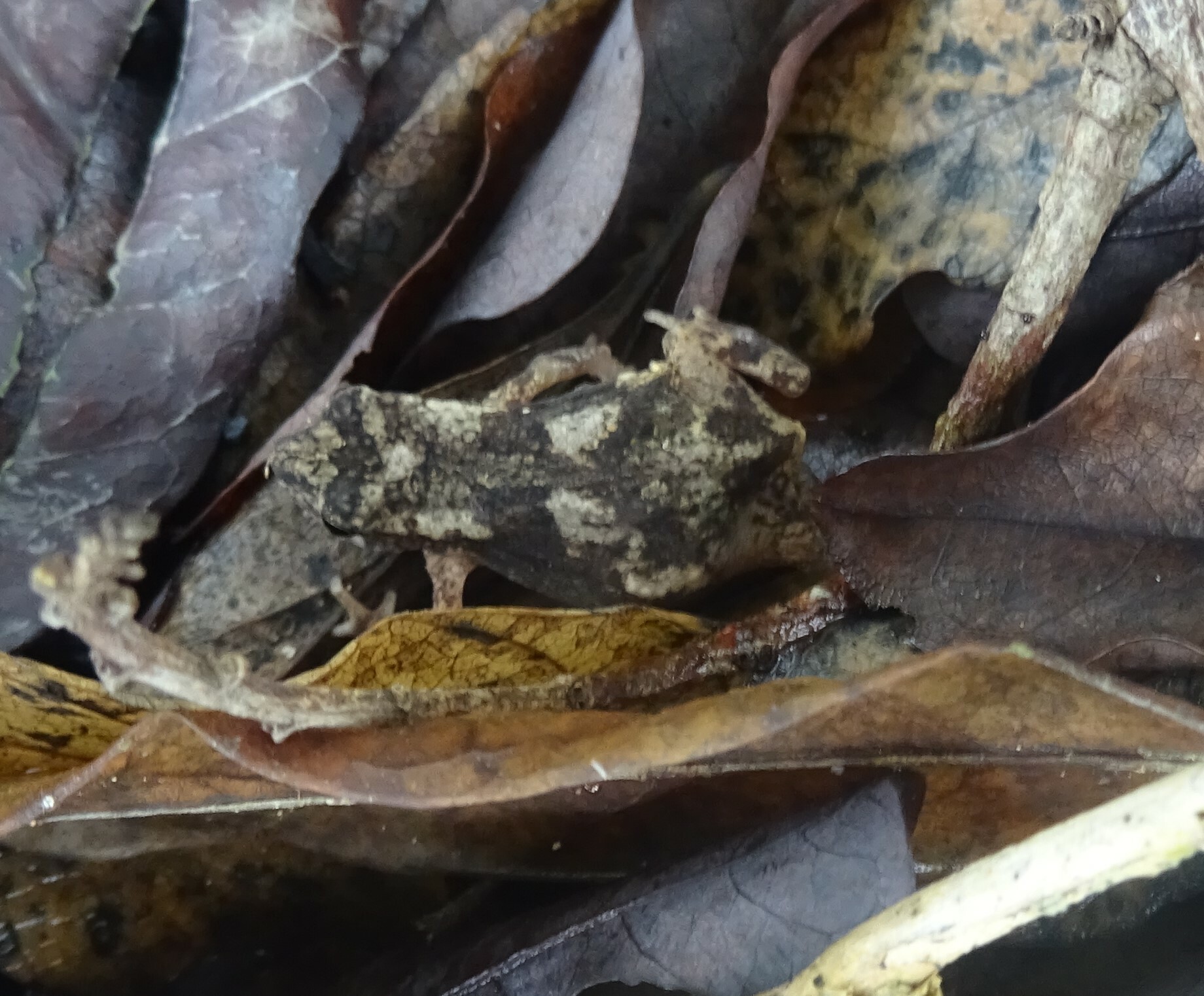 Mertensophryne micranotis (Loveridge, 1925)