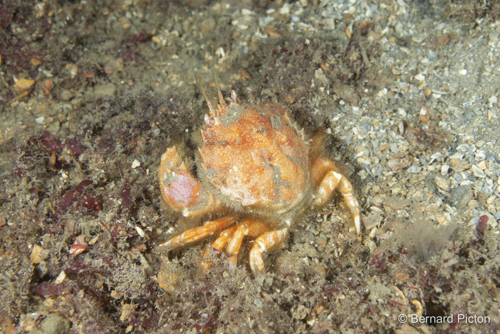 Circular Crab