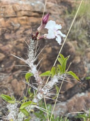 Pachypodium saundersii image