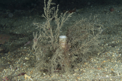 Chaetopterus variopedatus