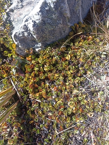 Image of Caltha obtusa by (c) Oscar Dove, some rights reserved (CC BY)