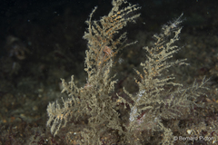 Rubramoena rubescens