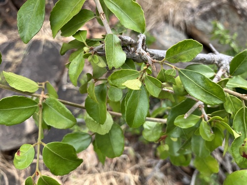 Loeseneriella crenata (Loeseneriella crenata)