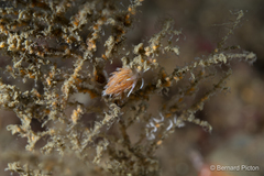 Rubramoena rubescens