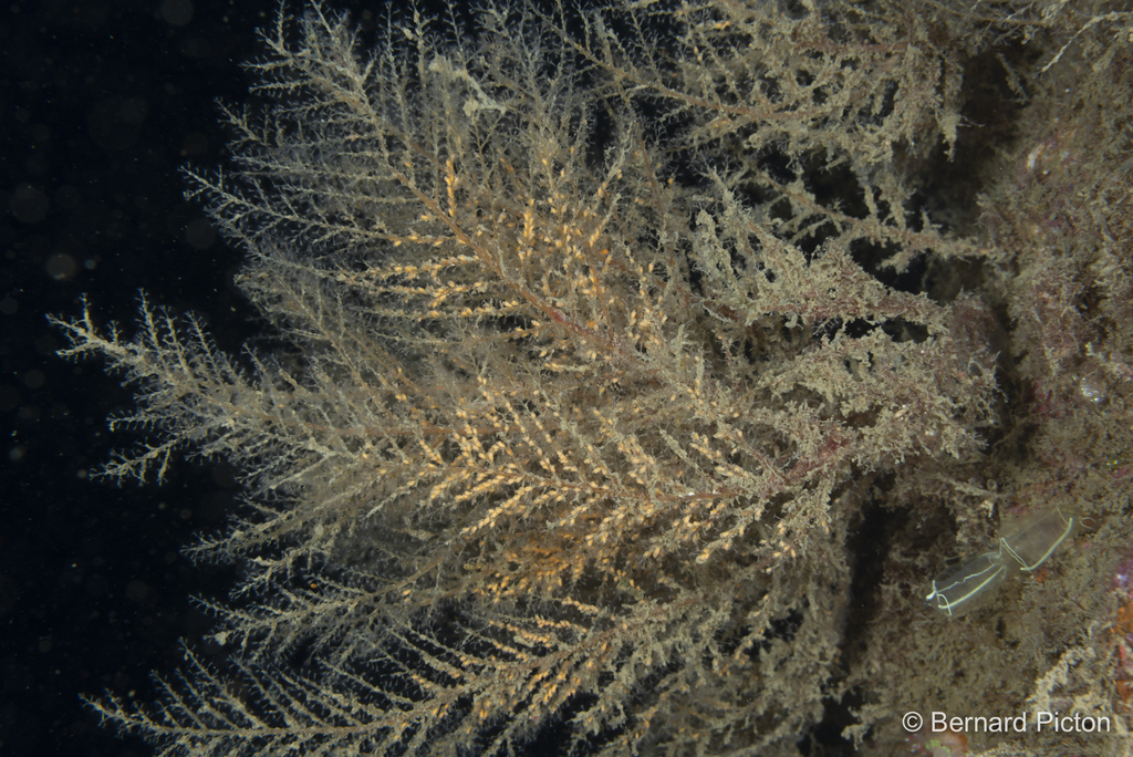 Halecium