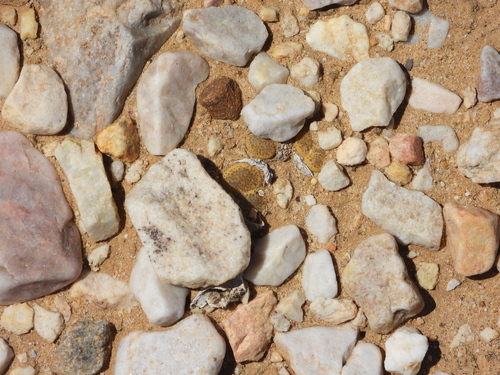 Lithops localis