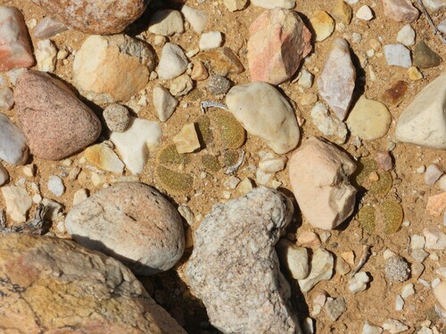Lithops localis