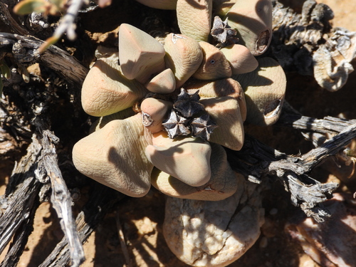 Image of Bijlia dilatata by (c) amantedarmanin, some rights reserved (CC BY)