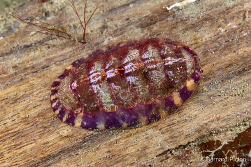 Mottled Red Chiton