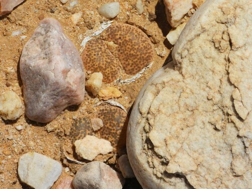 Lithops localis