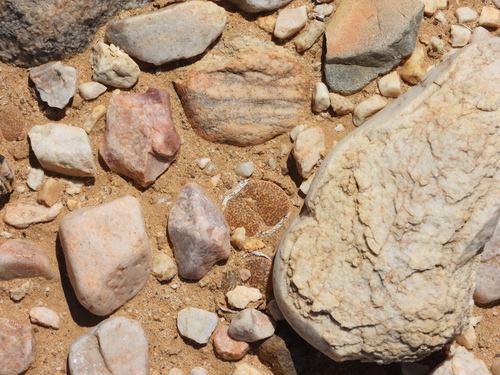 Lithops localis