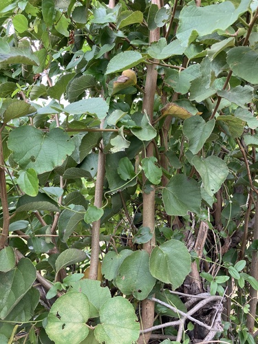 Large-Fruited Saucerberry (Cordia grandicalyx)