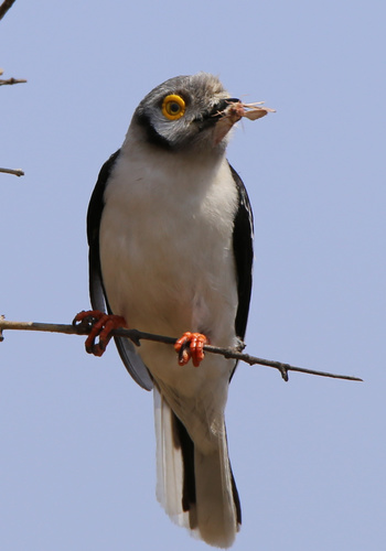 White-crested Helmetshrike