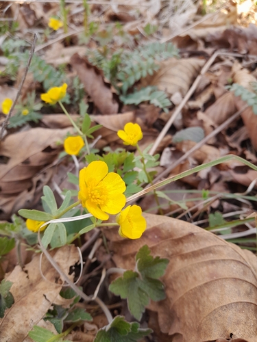 Ranunculus franchetii iNat (2)