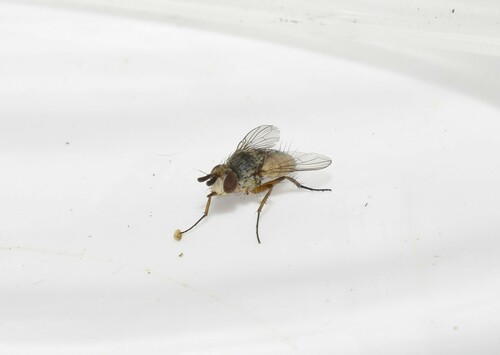 Siphona confusa