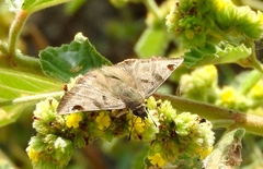 Arteurotia tractipennis