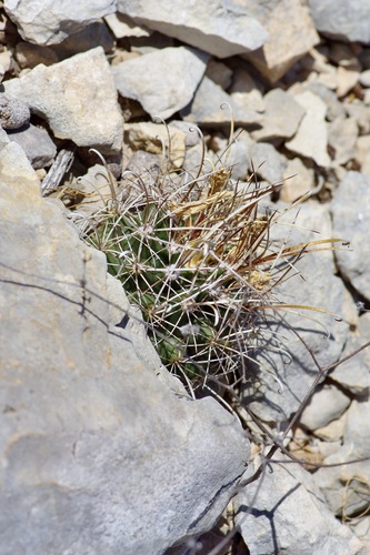 Sclerocactus brevihamatus