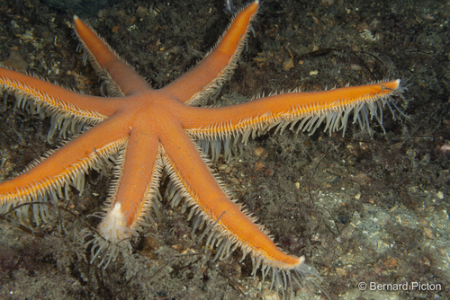 Luidia maculata - Eight-armed Sea Star - Taxo4254 - Wiki.nus