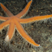 Seven Armed Sea Star - Photo (c) Bernard Picton, some rights reserved (CC BY), uploaded by Bernard Picton