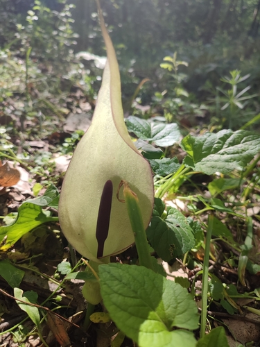 Arum orientale (Arum orientale)