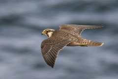 Peregrine Falcon photo 2