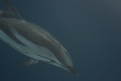 Stenella coeruleoalba