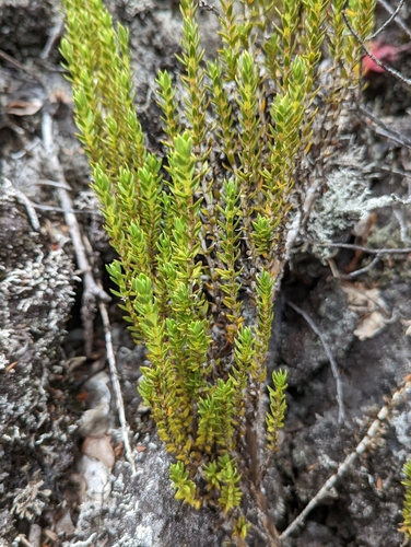 Image of Coprosma ernodeoides by (c) David Anderson, some rights reserved (CC BY)