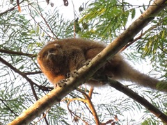 Plecturocebus donacophilus