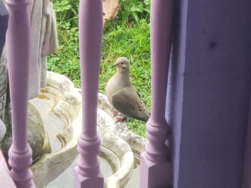 Mourning Dove photographed in Washington