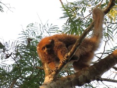 Plecturocebus donacophilus