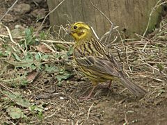 Emberiza citrinella caliginosa