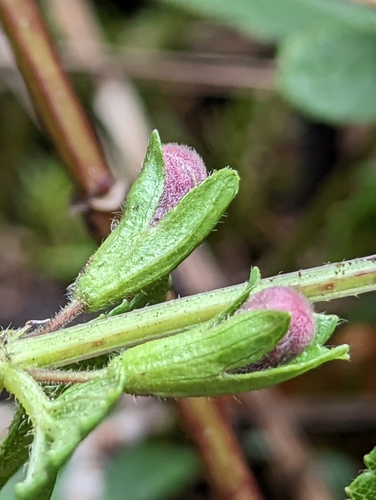 Image of Stenogyne calaminthoides by (c) David Anderson, some rights reserved (CC BY)