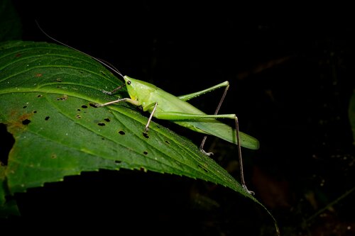 Euconocephalus indicus · iNaturalist