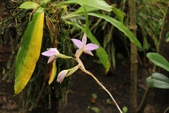 Laelia anceps