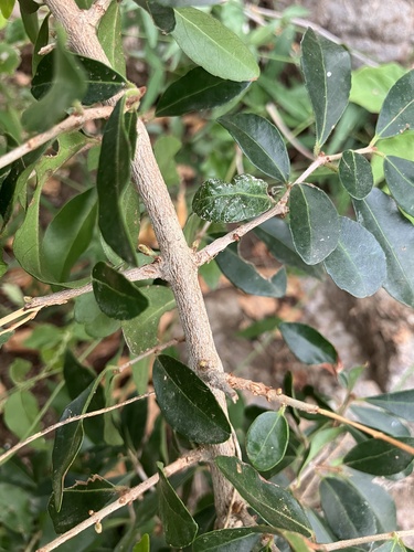 Loeseneriella crenata (Loeseneriella crenata)