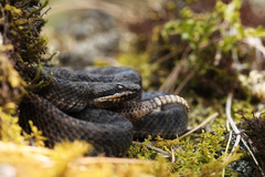 Mexican Smallhead Rattlesnake photo 2