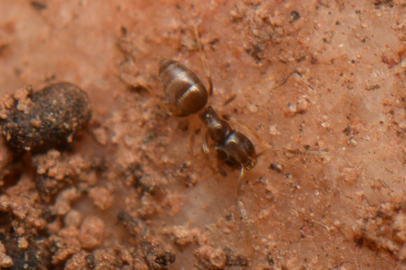 Paraparatrechina nana